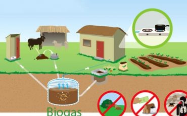 Đào tạo công nghệ xử lý môi trường chăn nuôi