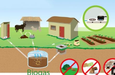 Đào tạo công nghệ xử lý môi trường chăn nuôi