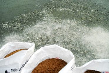 Công bố chứng nhận hợp quy thức ăn thủy sản